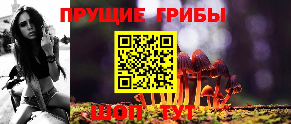 Псилоцибиновые грибы Psilocybine cubensis Сальск
